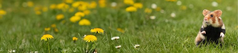 Hamster in a dandelion field